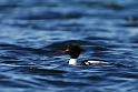 Red-breasted merganser